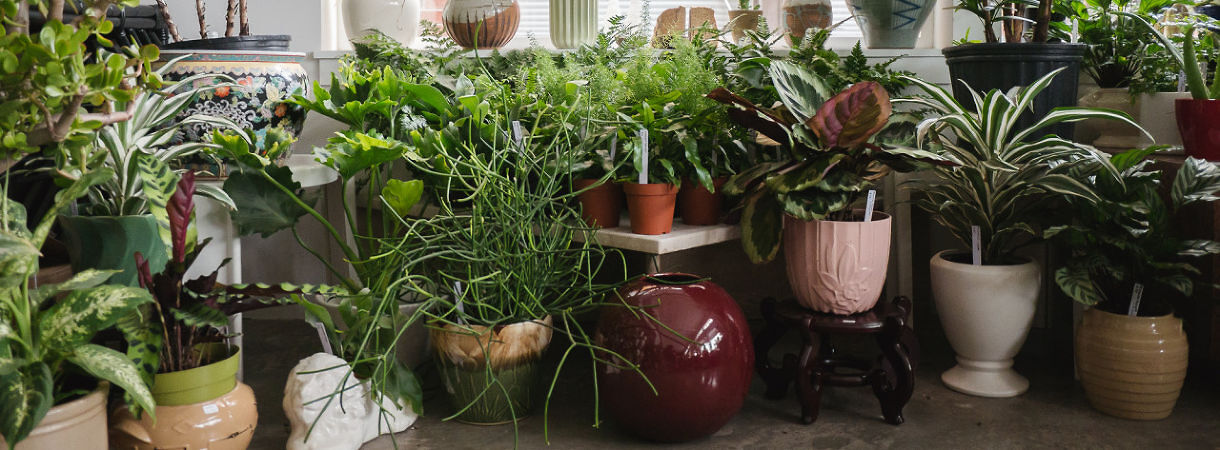 10 plante de apartament care purifică aerul