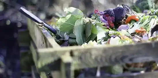 Grădina ecologică: creșterea, fertilizarea și compostarea fructelor și legumelor