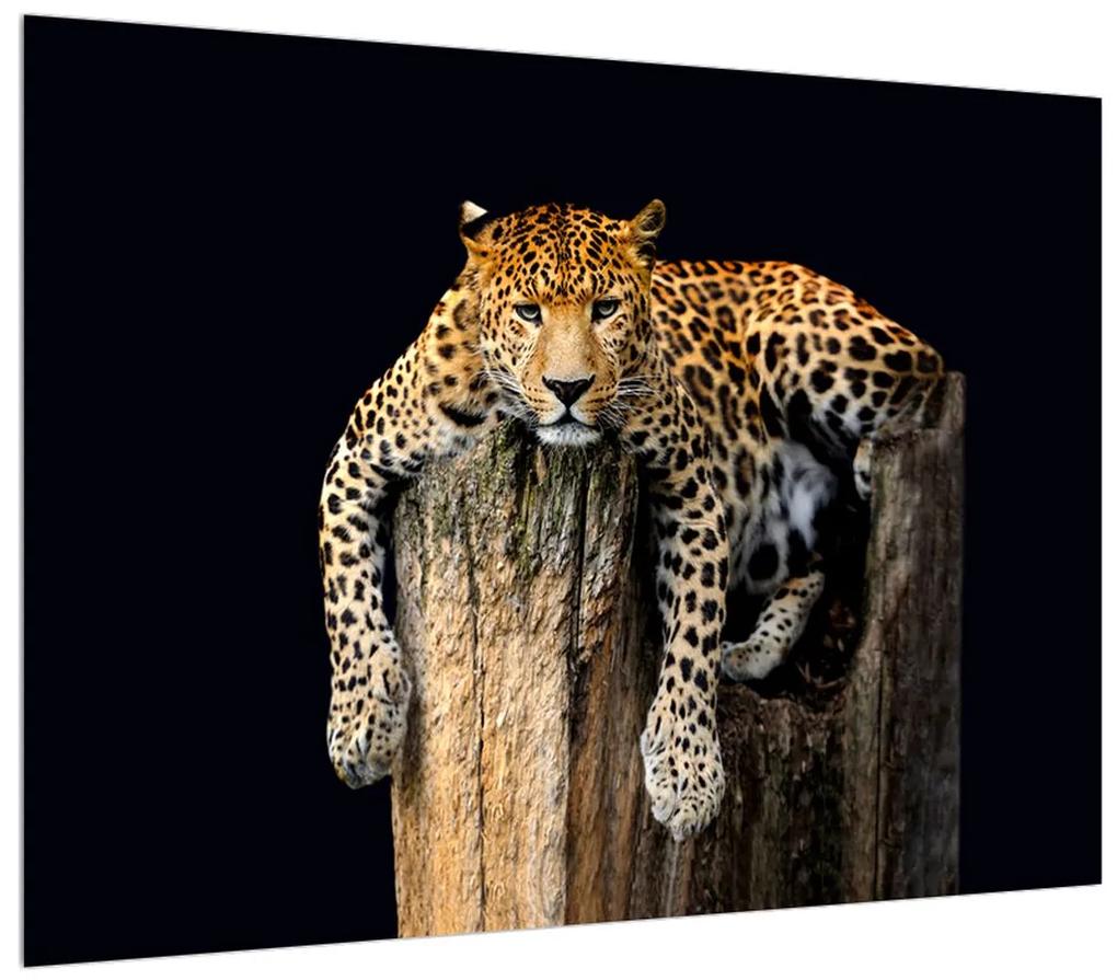 Tablou cu gepard (70x50 cm), în 40 de alte dimensiuni noi