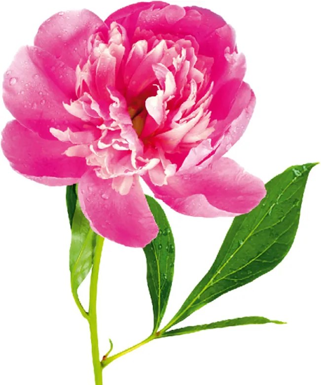 Sticker Perete Floare de Bujor Roz