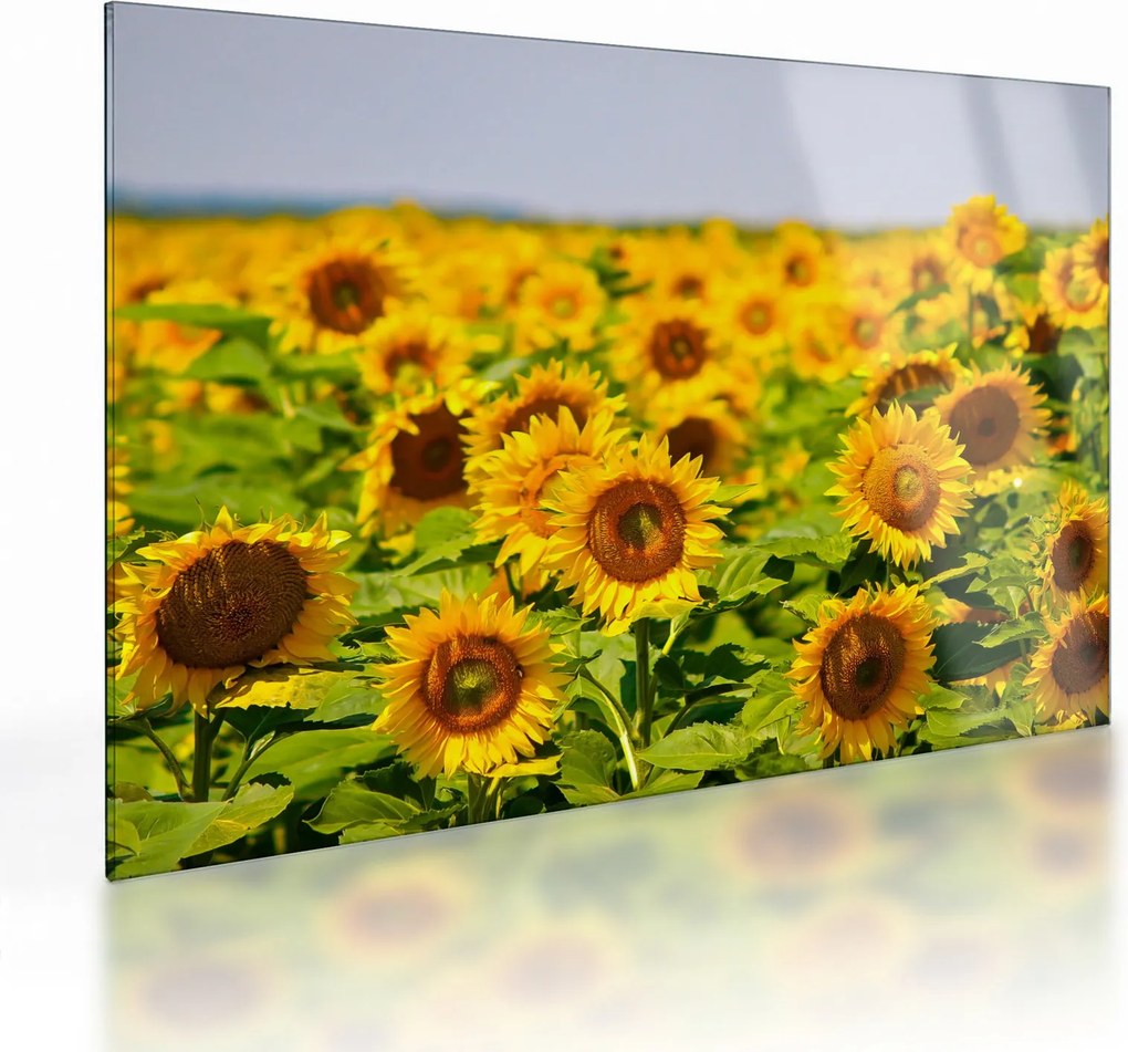 Tablou pe sticlă - Floarea-soarelui (70x50 cm)