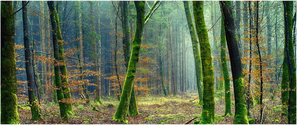 Tablou cu pădure (120x50 cm)