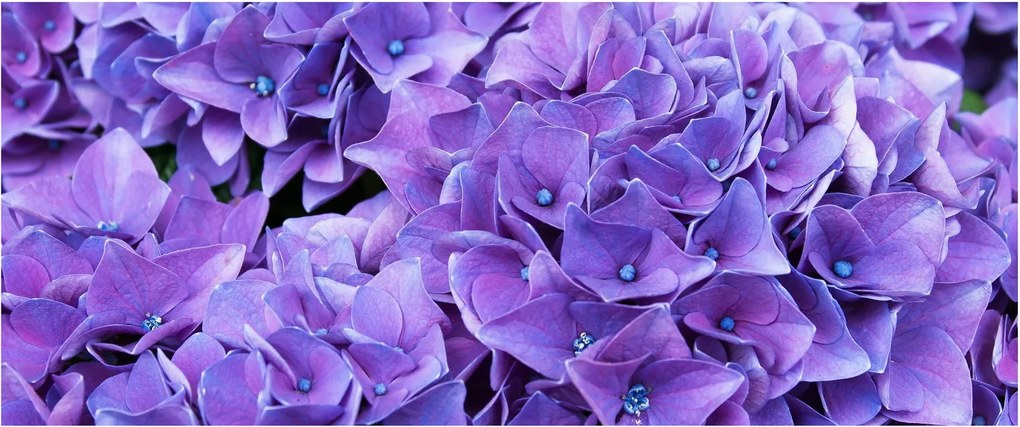 Tablou cu flori violete (120x50 cm)