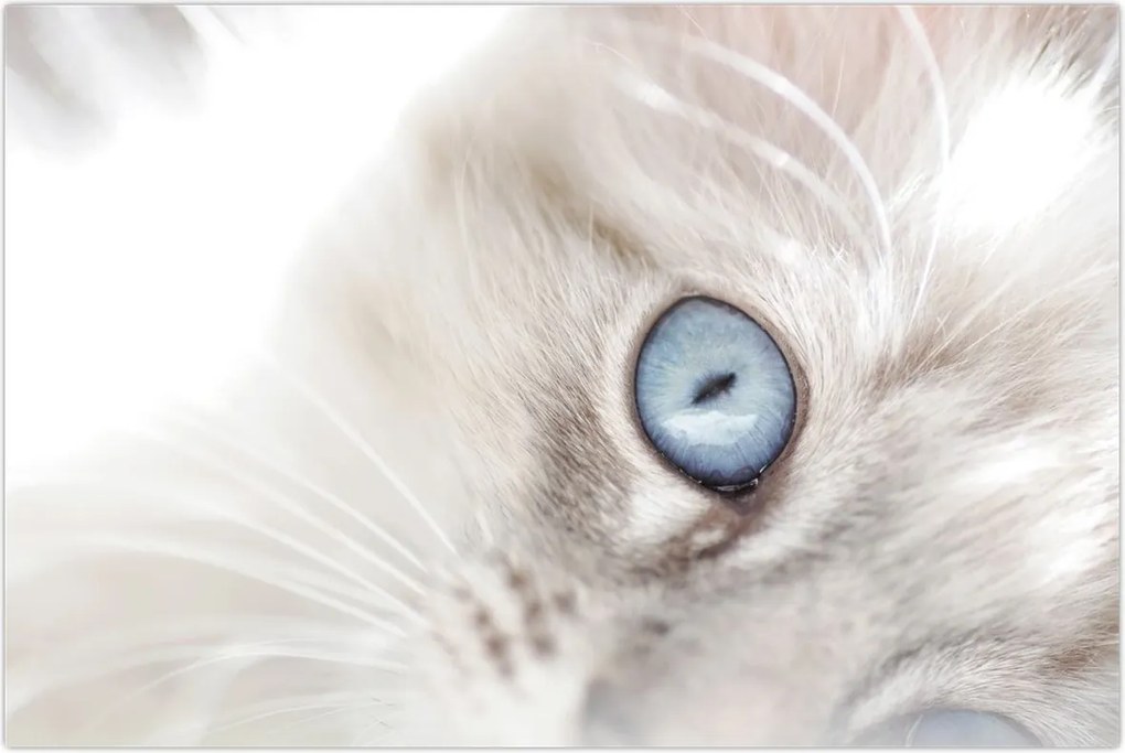 Tablou - Pisica cu ochi albaștri (90x60 cm)