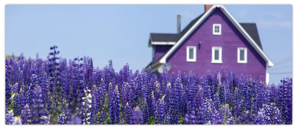 Tablou cu câmp de lavanda (120x50 cm)