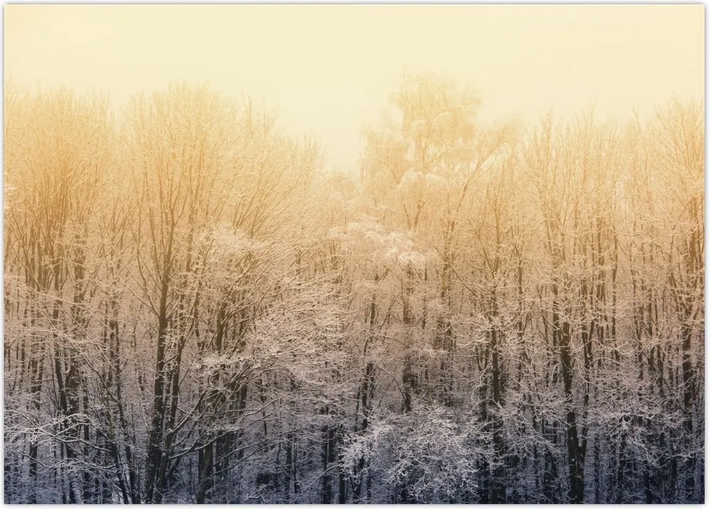 Tablou cu pădure geroasă (70x50 cm)