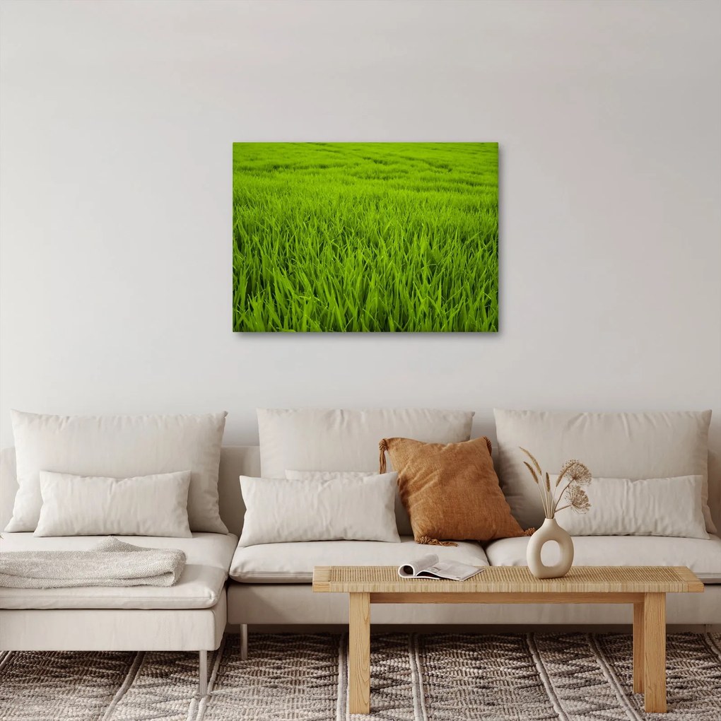 Tablou cu iaraba (70x50 cm)