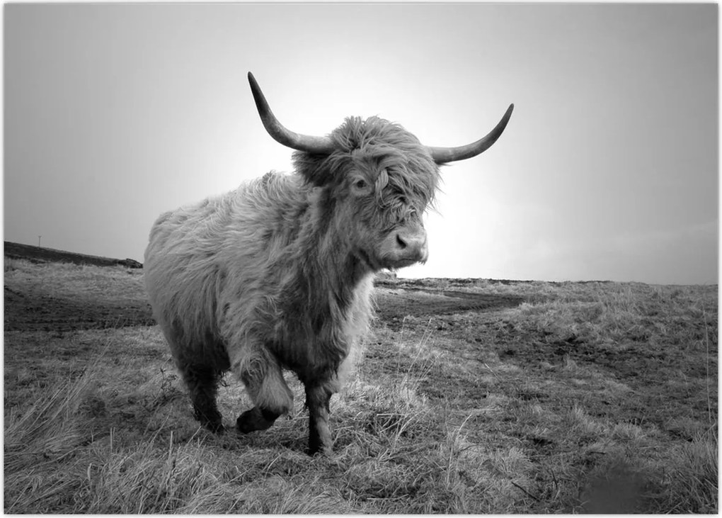 Tablou - Vacă scoțiană,alb-negru (70x50 cm)