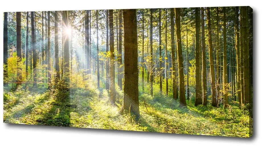 Tablou canvas Pădurea în soare