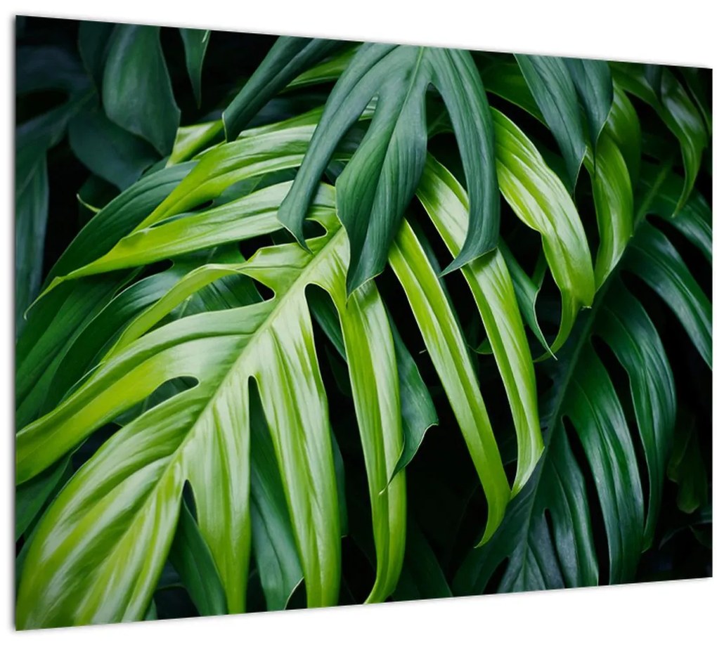 Tablou pe sticlă - Frunze tropicale (70x50 cm)