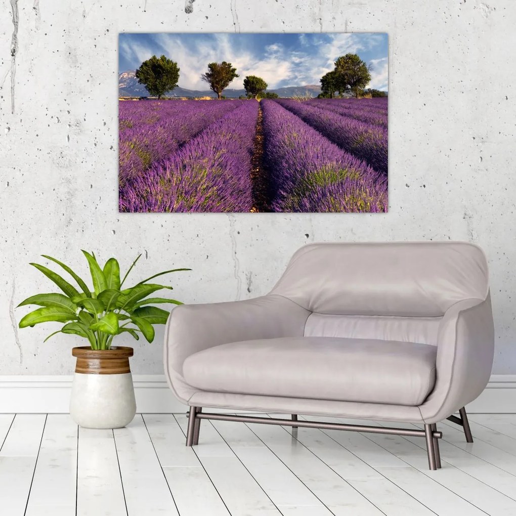 Tablou - câmp de lavandă și munți (90x60 cm)
