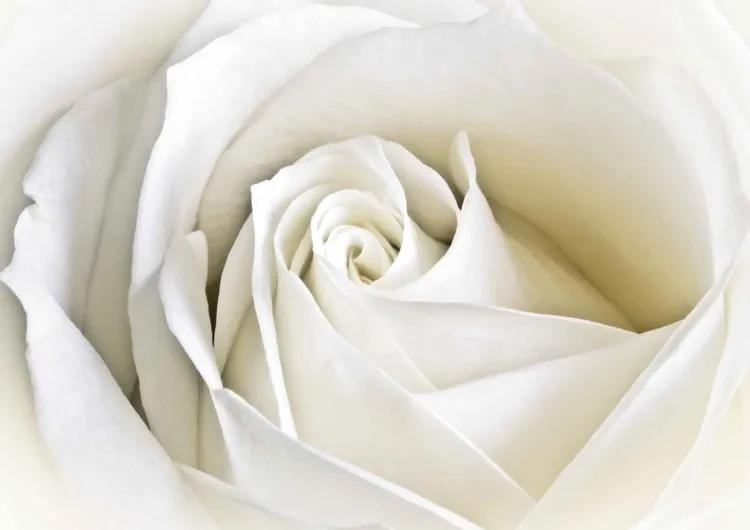 Flowers Rose White Nature Fototapet, (368 x 254 cm)