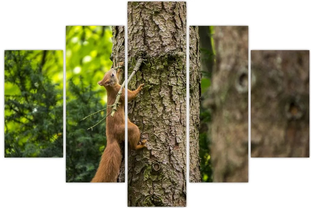 Tablou - Veverița (150x105 cm)