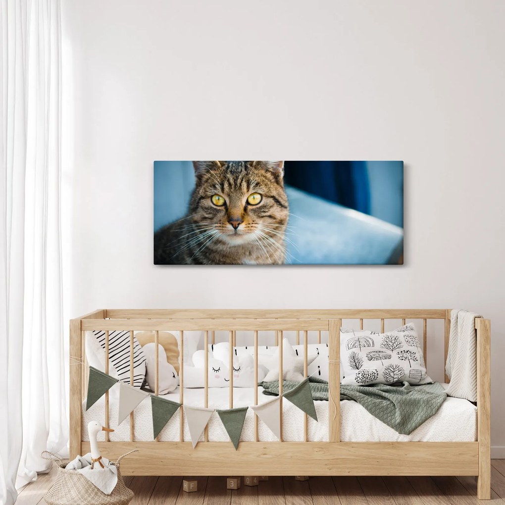 Tablou - Pisica domestică (120x50 cm)