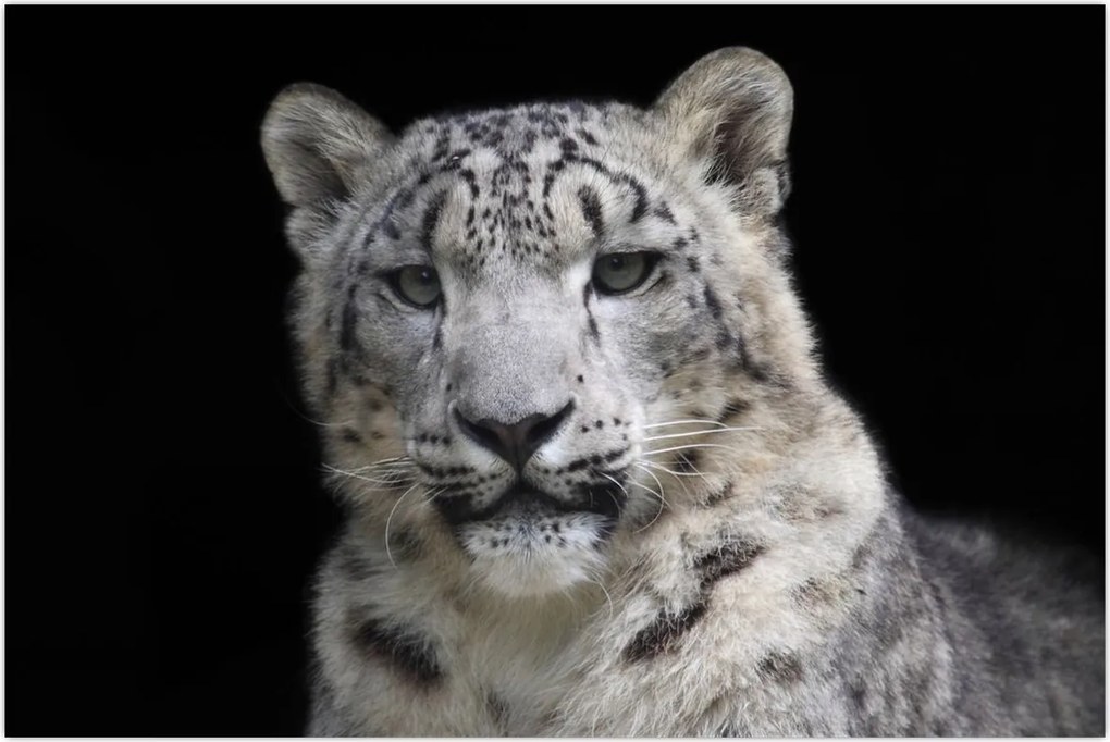 Tablou - Snow Leopard (90x60 cm)