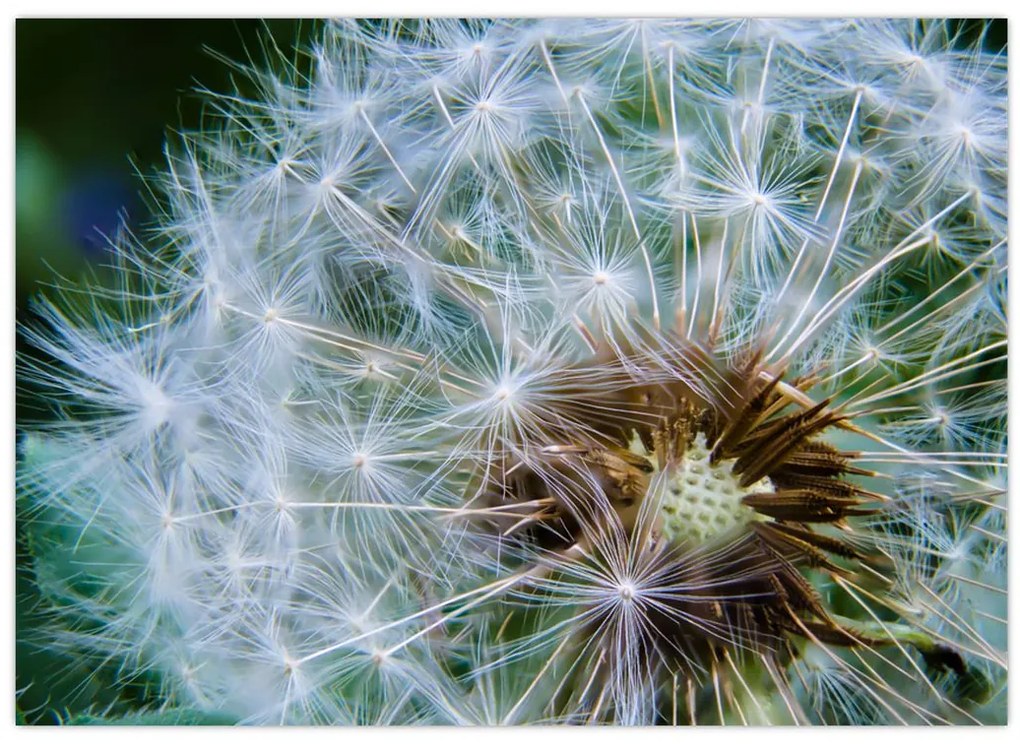 Tabloul cu păpădie desflorit (70x50 cm)