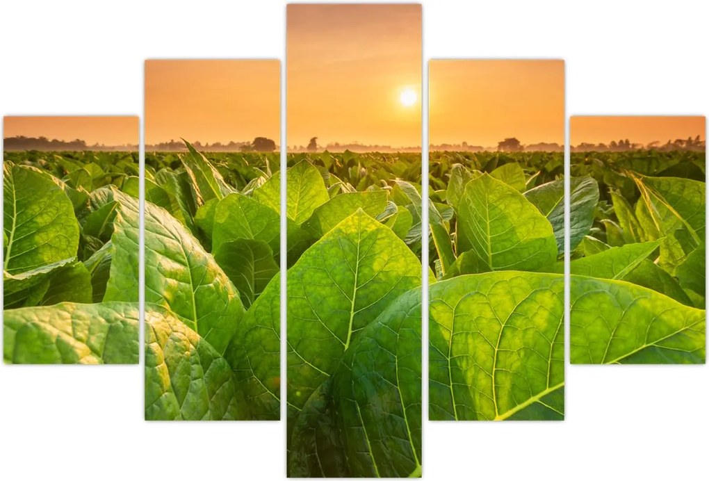 Tablou - Câmp (150x105 cm)