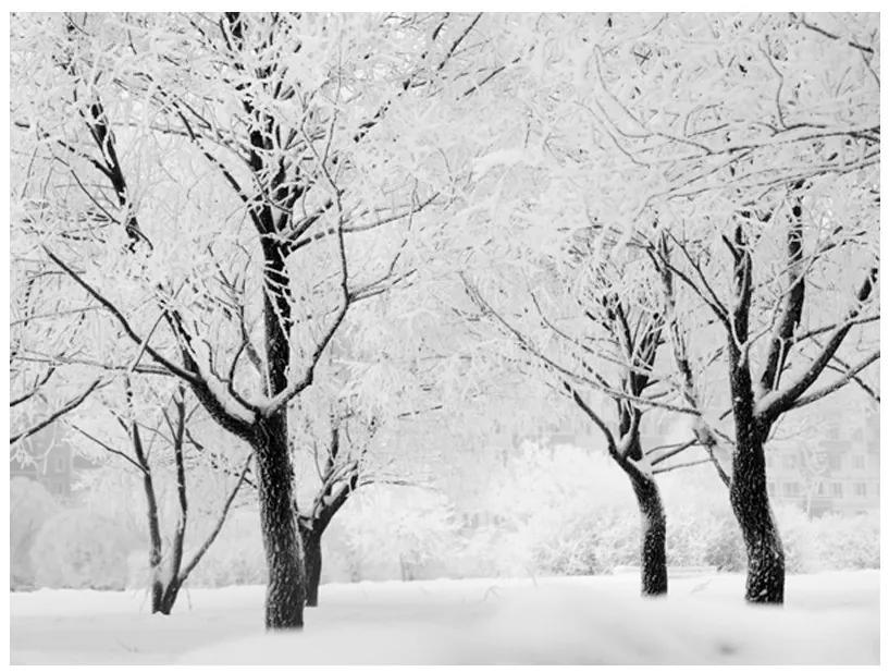 Fototapet - Trees - winter landscape