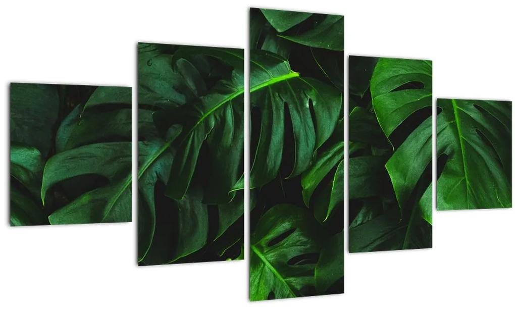 Tablou cu frunze Monstery (125x70 cm), în 40 de alte dimensiuni noi