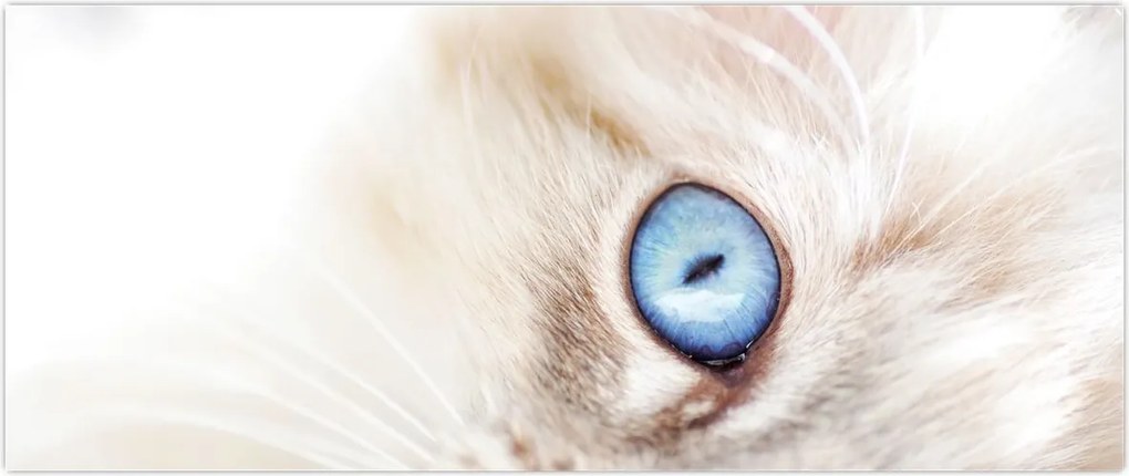 Tablou - Pisicuță (120x50 cm)