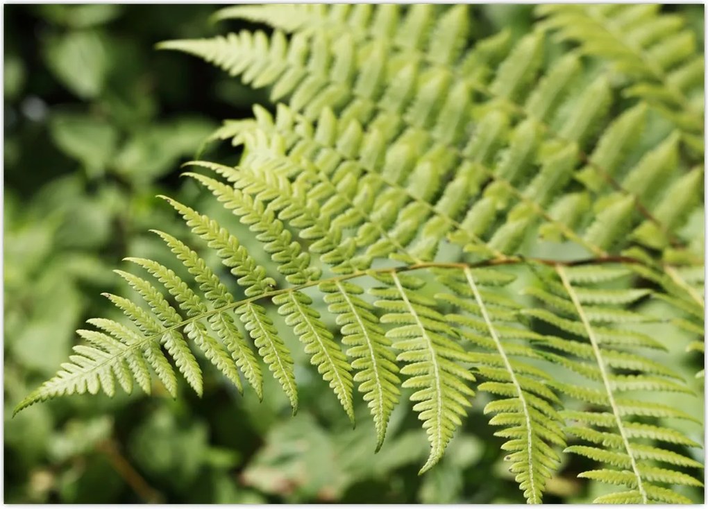 Tablou - Frunză de ferigă (70x50 cm)