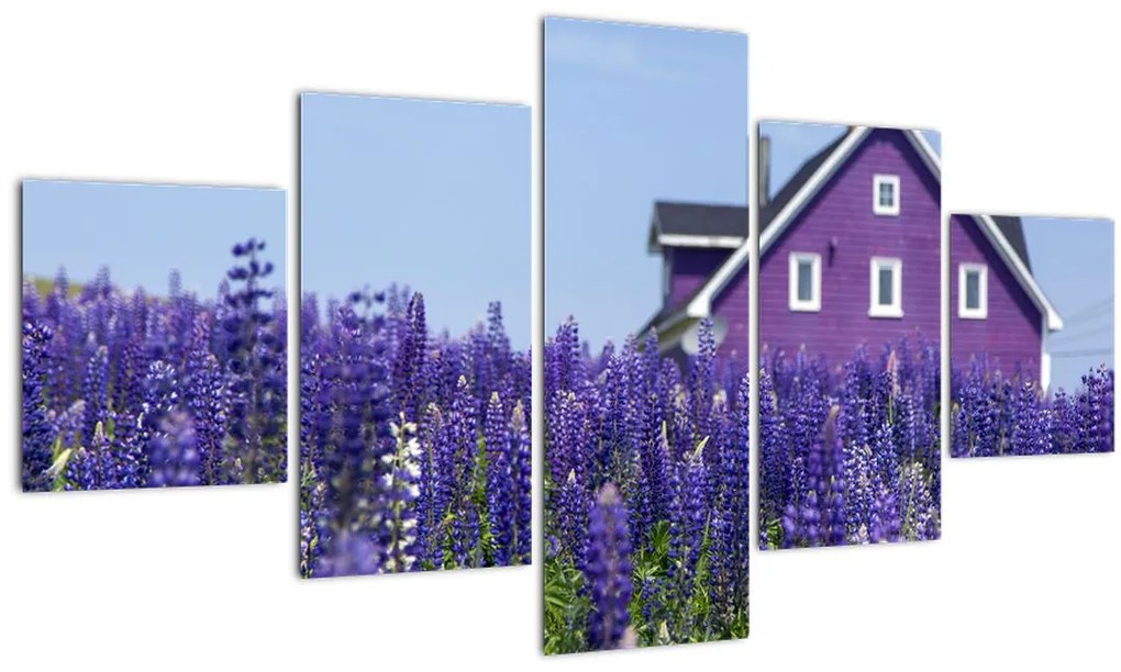 Tablou cu câmp de lavanda (125x70 cm), în 40 de alte dimensiuni noi