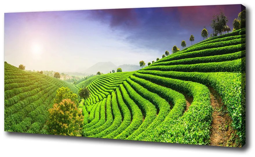 Print pe canvas Plantație de ceai