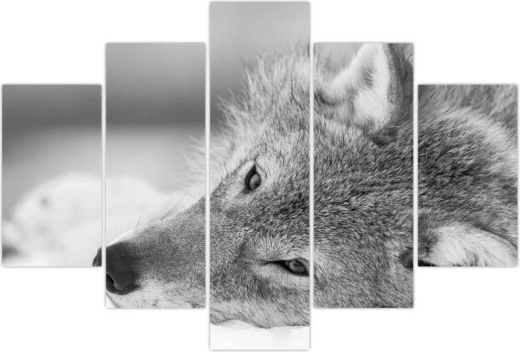 Tablou - Lup,alb-negru (150x105 cm)