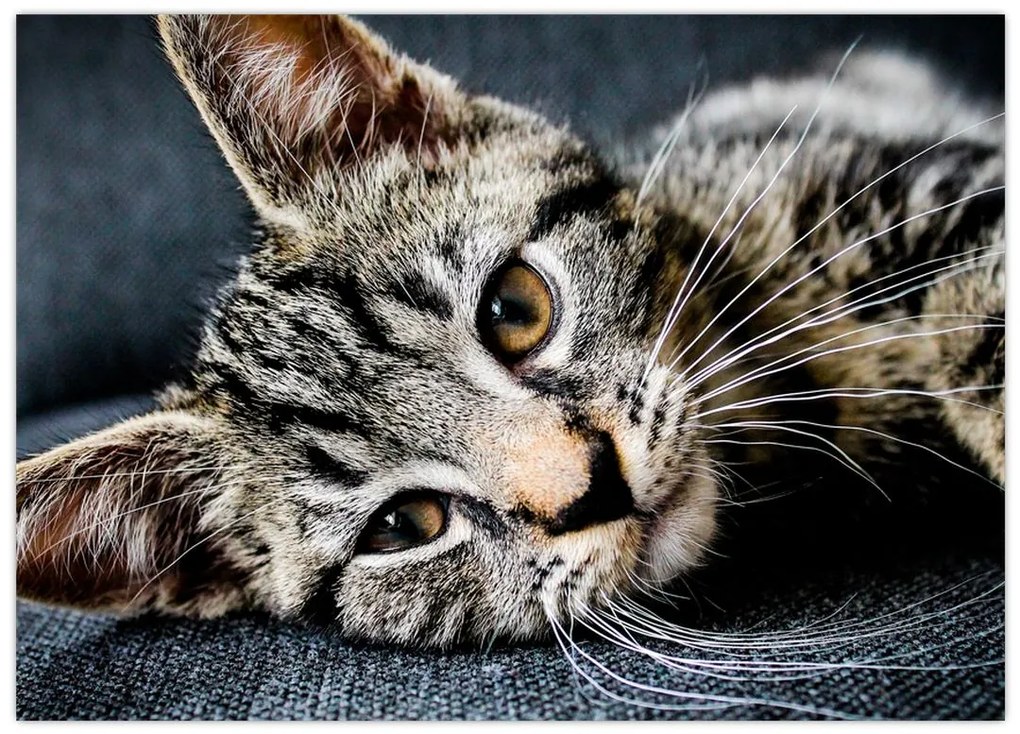 Tablou pe sticlă - Pisoi (70x50 cm)