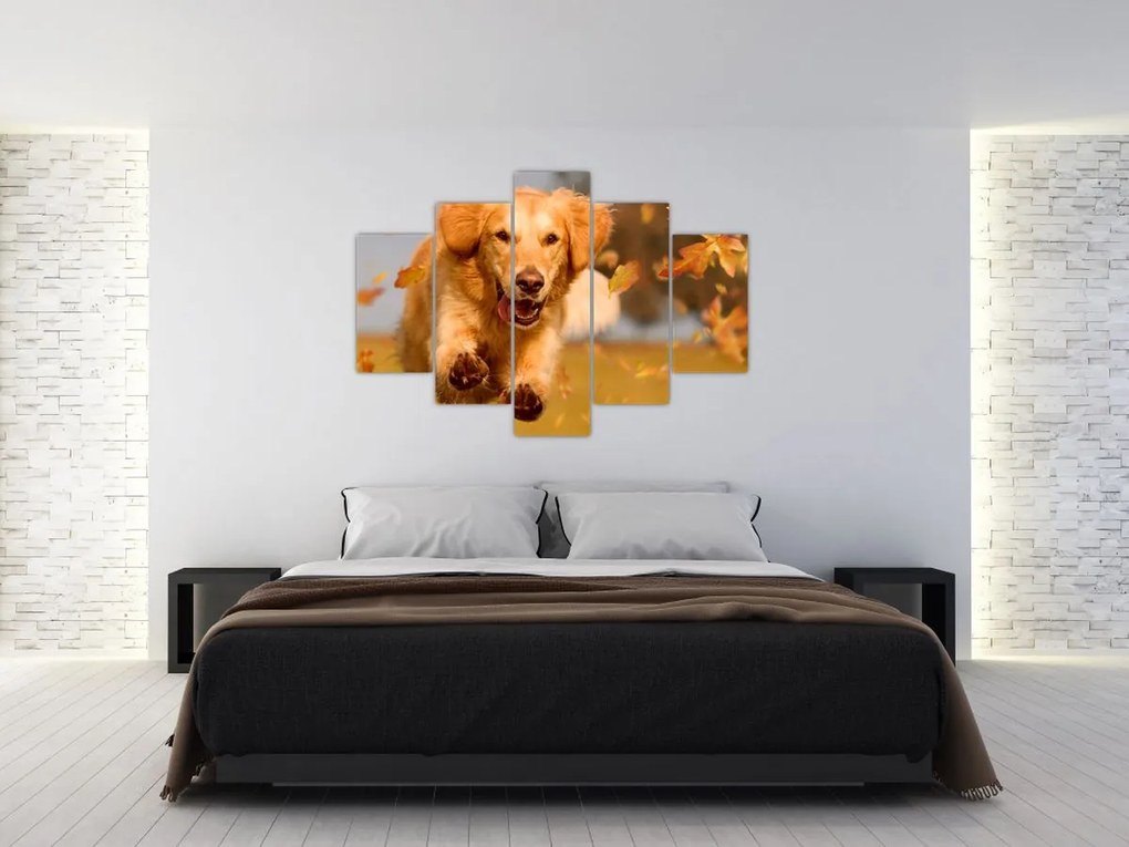 Tablou - Golden Retriever (150x105 cm)