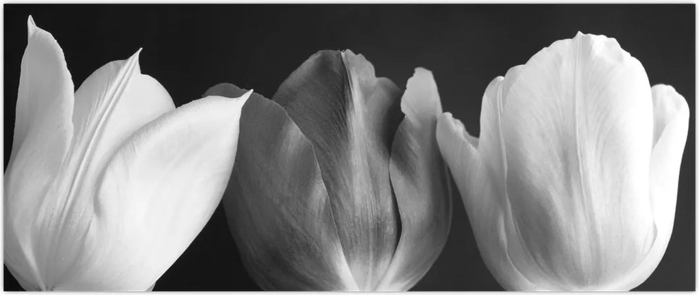 Tablou - Lalele alb negre (120x50 cm)