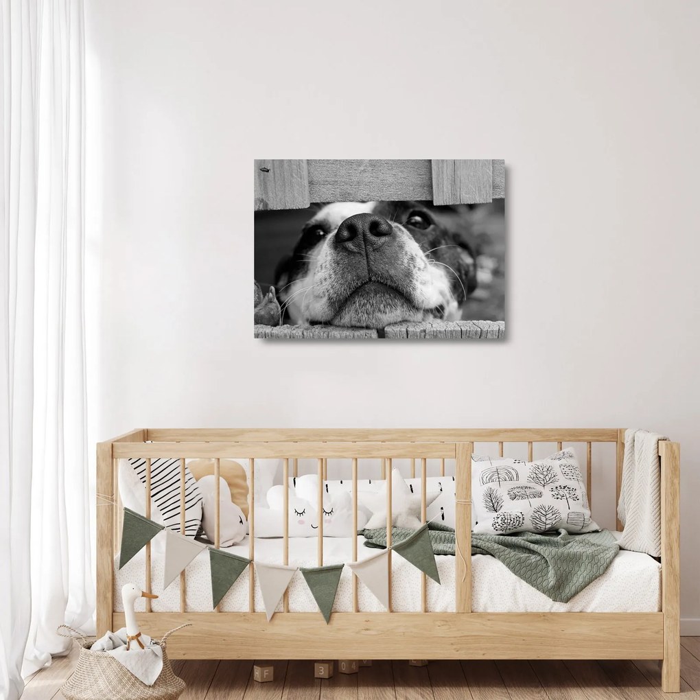 Tablou pe sticlă cu câine (70x50 cm)