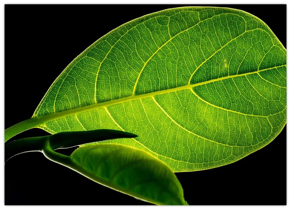 Tablou pe sticlă - frunză verde (70x50 cm)