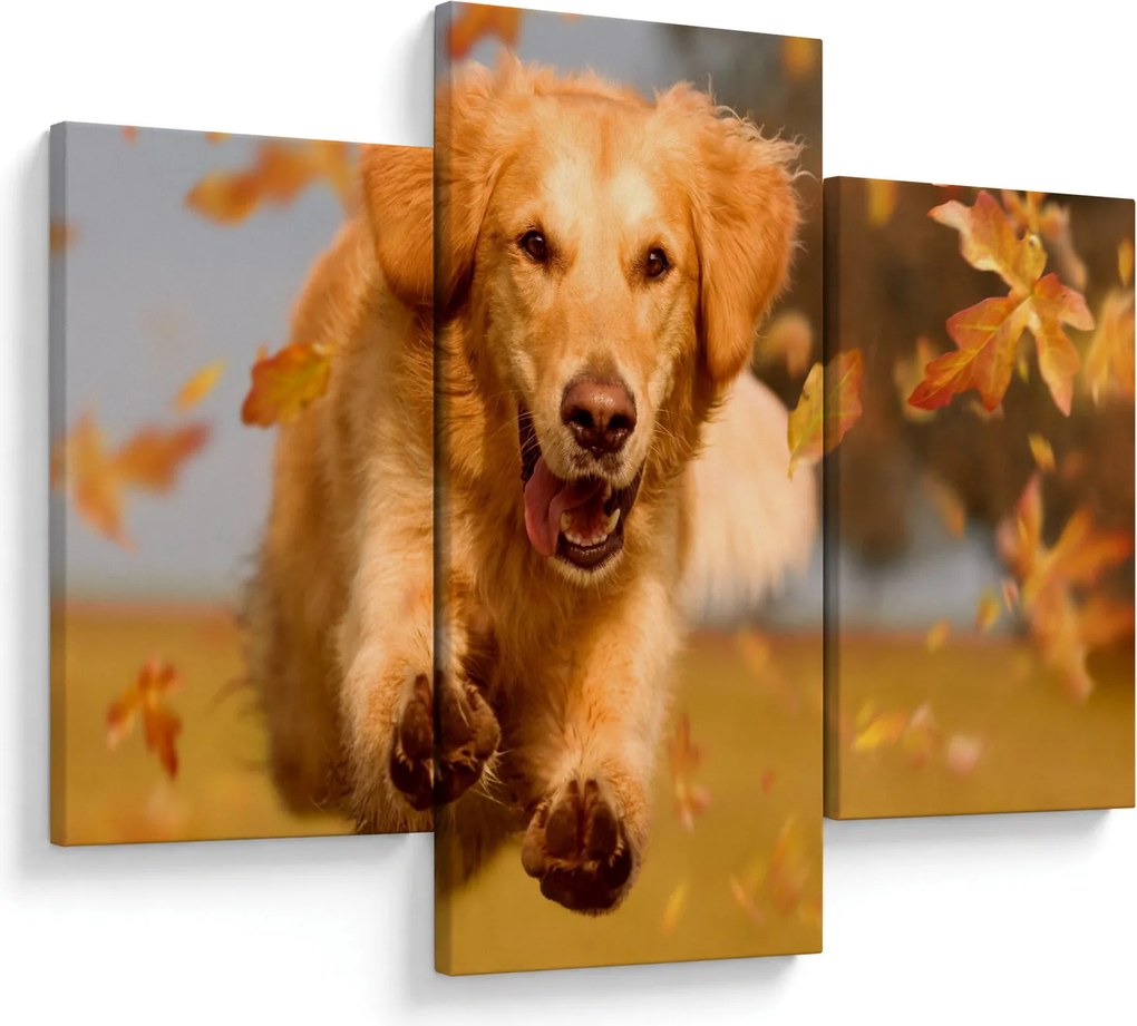 Tablou - Golden Retriever (90x60 cm)