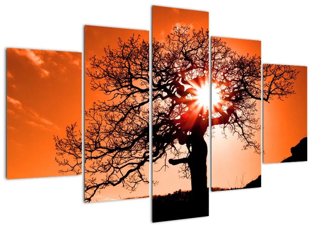 Tablou - Fag la apus de soare (150x105 cm)