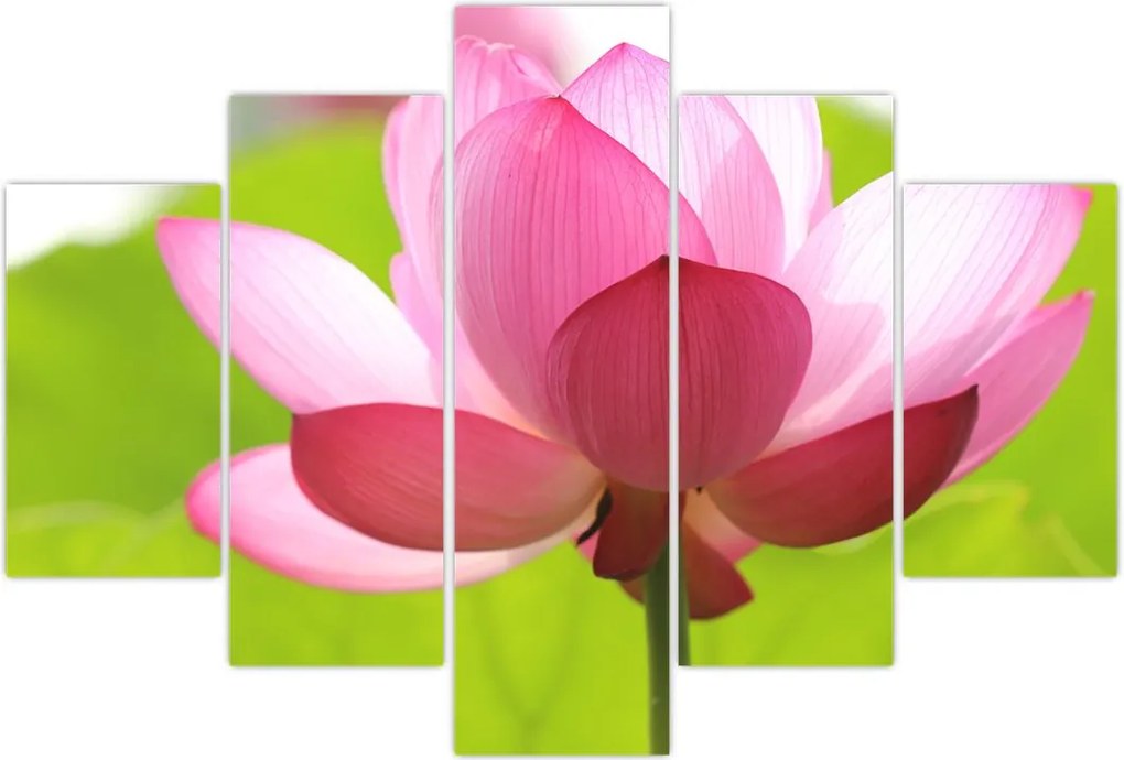 Tablou cu flori de lotus (150x105 cm)