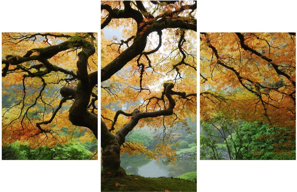 Tablou - Arțarul japonez galben, Portland, Oregon (90x60 cm)