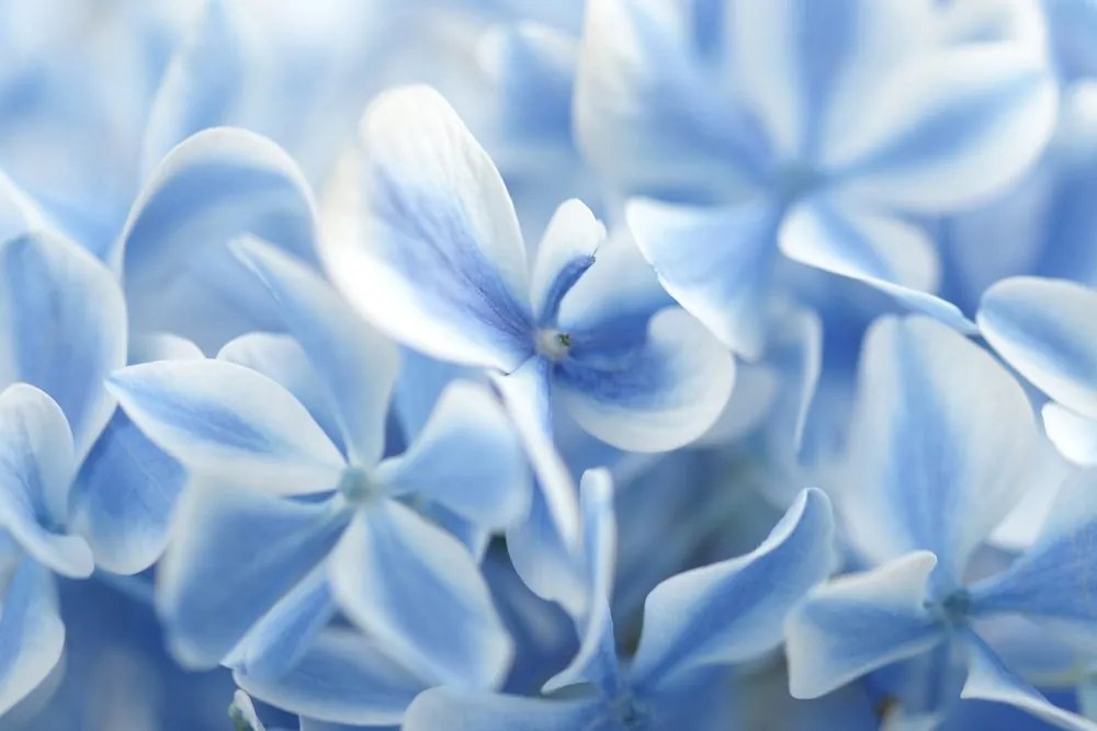Tablou flori de hortensie în atingere de albastru-alb