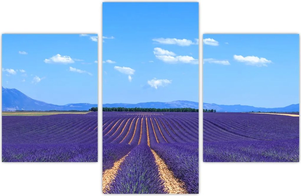 Tablou - Câmp de lavandă (90x60 cm)