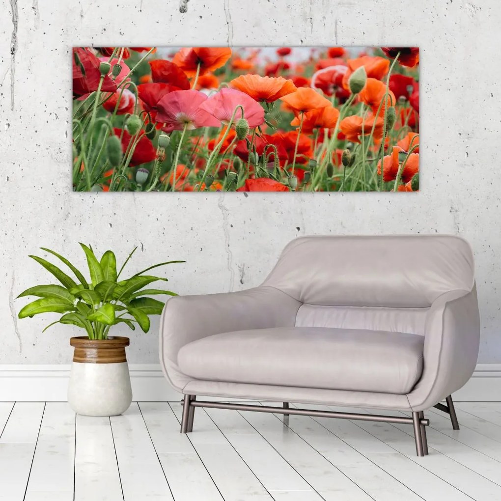 Tablou din câmp cu maci (120x50 cm)