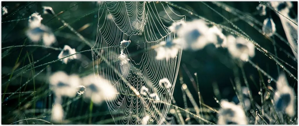 Tablou - Pânză de păianjen (120x50 cm)