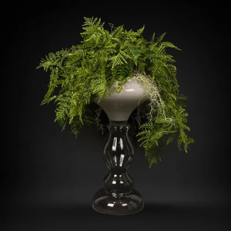 Aranjament floral mare ZEUS FERN ROOTS BALL