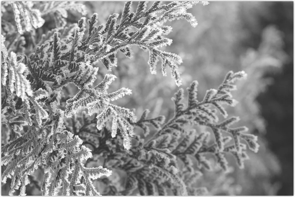 Tablou - Pădure de molid (90x60 cm)