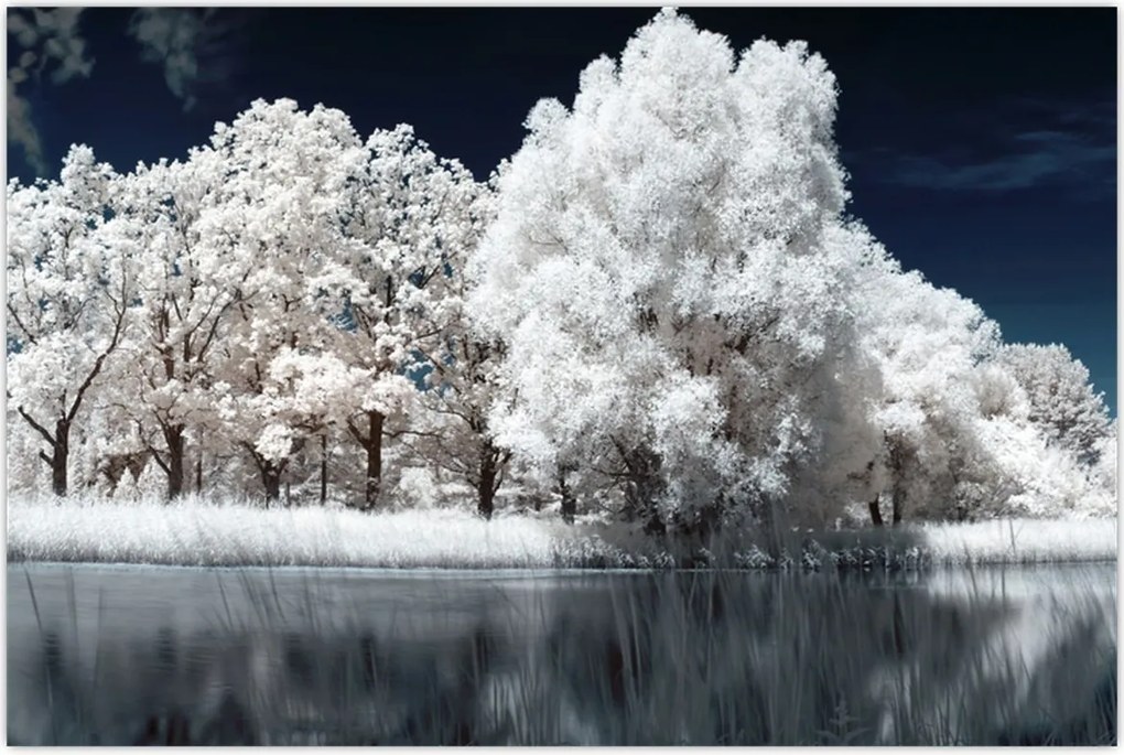 Tablou - Albă ca Zăpada Albă ca Zăpada Copaci (90x60 cm)