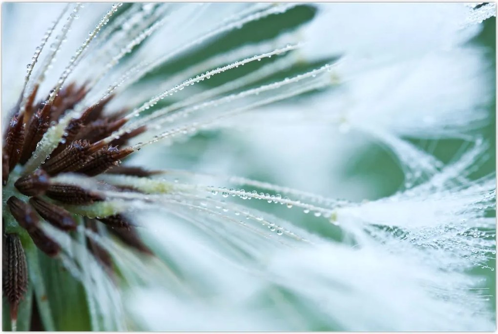 Tablou - Detaliu floare (90x60 cm)