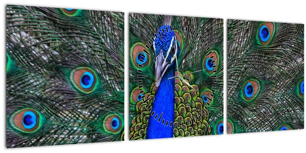 Tablou - Păun (cu ceas) (90x30 cm)