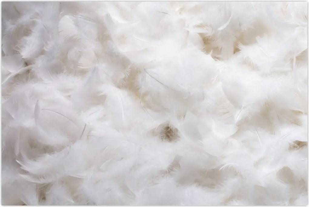 Tablou - Pene albe (90x60 cm)