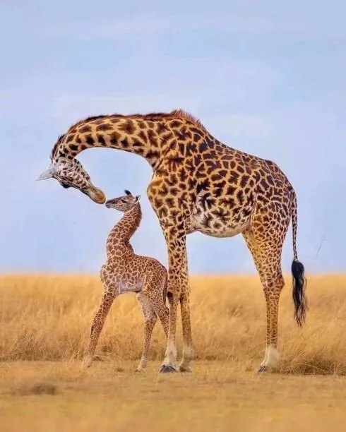 Fotografie Giraffes, Ayanda Madondo