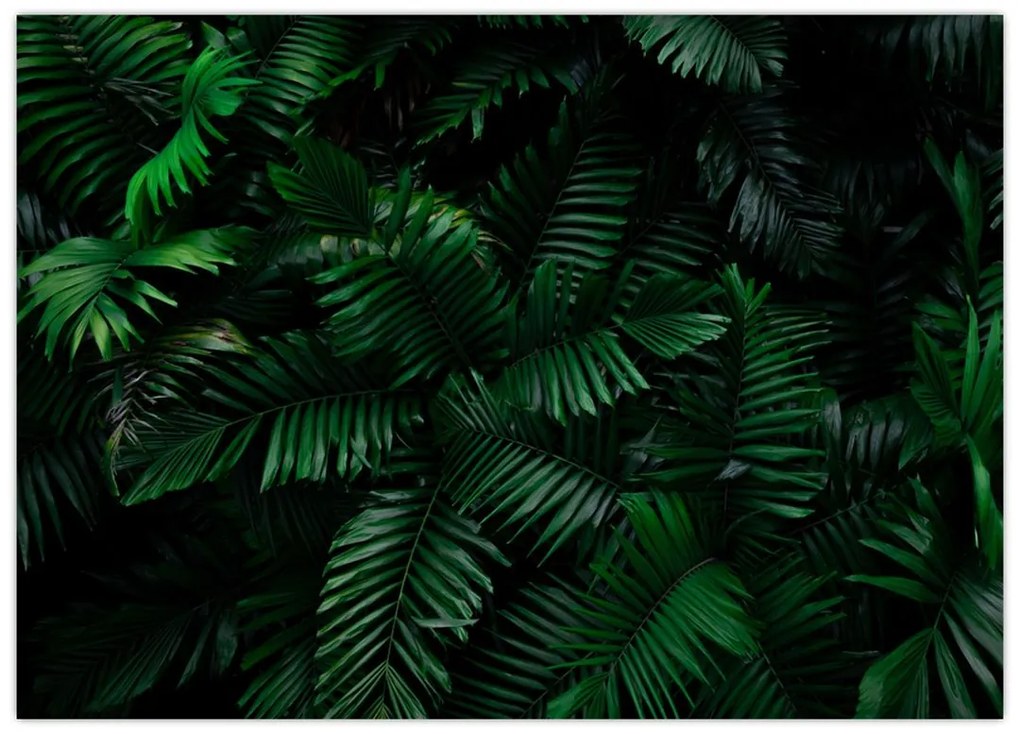 Tablou pe sticlă - Păpădii tropicale (70x50 cm)