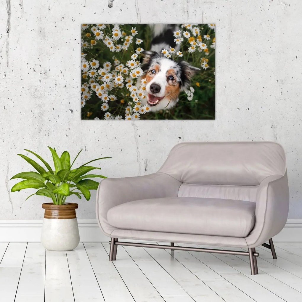 Tablou - Ciobănesc australian (70x50 cm)